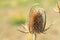 Single teasel head in the autumn