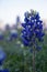 Single Texas Bluebonnet Bloom with bokeh background