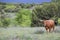 Single Texas longhorn