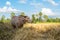 Single thai buffalo in field