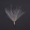 Single thistle seed on a black background