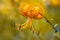 A single tiger Lily on a colorful background in the garden. Selective soft focus