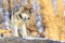 Single timber wolf with golden background