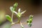 Single tiny flower blossom on a graptoveria succulent plant