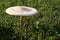 Single Toadstool Growing In Grass