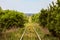 Single-track railroad going into the distance among green trees