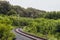 Single-track railway turns among green trees