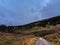 Single track road with lone sheep on the Isle of Raasay, Scotland