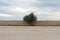 A single tree against a stone wall, cloudy sky