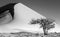 Single tree on the background of a beautiful dune. Black and white photography. Africa. Landscapes of Namibia. Sossusvlei.