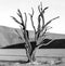 Single tree on the background of a beautiful dune. Black and white photography. Africa. Landscapes of Namibia. Sossusvlei.