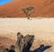 Single tree on the background of a beautiful dune. Stunning light and color. Africa. Landscapes of Namibia.