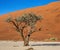 Single tree on the background of a beautiful dune. Stunning light and color. Africa. Landscapes of Namibia.