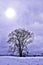 A single tree with bare branches in the winter field on a background of purple sky