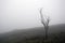 A single tree with bare branches in winter. On a foggy, mysterious, moody, hill side