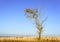 Single Tree in Barren Landscape Background