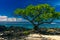 Single tree on a beach with black lava rocks on Upolu, Samoa