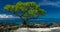 Single tree on a beach with black lava rocks on Upolu, Samoa