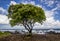 Single tree on beach on Ke`anae peninsula