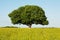 Single tree in canola field, agriculture, lanscape