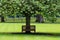 Single tree in the centre of a lawn with bench in the shade underneath it.  A classic summer peaceful and inspirational scene of a