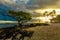 Single tree and coconut palm trees in the sunset on Samoa Island