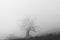 Single tree in dense fog.