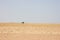 Single tree in desolate landscape of sand and desert in Solitaire, Nambia