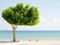 Single tree and an empty bench on the wooden shore of the ocean