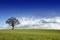 Single tree in a field