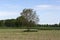 Single tree in the field in the middle of the cultivated field