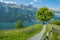 Single tree on a flowered meadow with cloudy sky and mountain in background