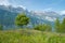 Single tree on a flowered meadow with cloudy sky and mountain in background