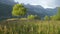 Single tree on a flowered meadow with cloudy sky and mountain in background. Nature background. Warm summer evening