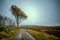 Single tree on a foggy autumn day