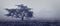 Single tree at foggy misty forest of Africa