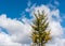 A single tree framed by a cloud