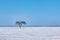 Single Tree in Frozen Prairie