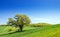 Single tree in green grass field, clear blue sky background with copy space. Nature summer sunny landscape