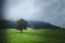 Single tree in a green grassy land with the mountains enveloped with fog in the background