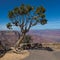 Single tree growing on the edge with an amazing background of a canyon