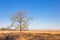 Single tree on the heather field of Noordsche veld in Drenthe