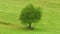 Single tree on hill meadow. Mountain meadows, green grass, single tree, white flowers.