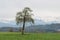 Single tree on a hill with snowy mountain Pilatus in background. Switzerland landscape.