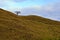 Single tree in the hills, Peak District.