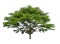 Single tree isolated, a Black afara trees, known as many name are Ivory coast almond, Idigbo, framire and emeri