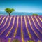 Single tree and lavender rows on the slope, Provence, France