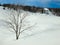 Single tree, leafless, in a blanket of snow