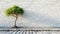 Single tree with lush foliage against clean white brick wall, cobblestone pavement beneath. Contrast symbolizes nature