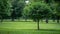 Single tree with lush foliage in a sunny park setting.